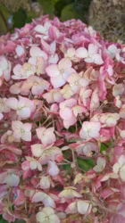 Hortensia "Candybelle Marsmallow"