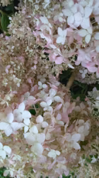 Hortensia "Candybelle Bubblegum"