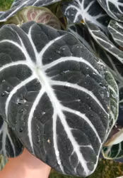 Alocasia "Ninja"
