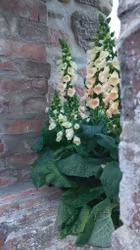Digitalis, aprikos