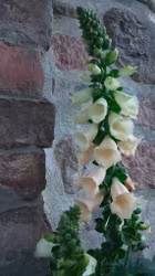Digitalis, aprikos