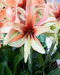 Hippeastrum 'Wild Amazone"
