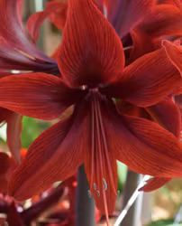 Hippeastrum 'Röd Amazone"