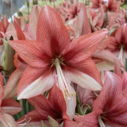 Hippeastrum 'Pink Amazone'