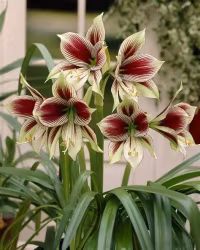 Hippeastrum papilio