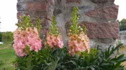 Delphinium elatum "Red Lark"