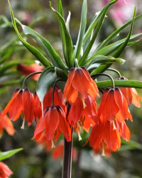 Fritillaria "Red Beauty"