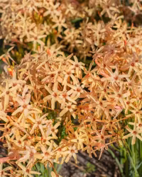Ixis paniculata "Eos"