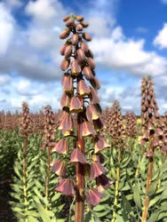 Fritillaria persica "Magic Bells"