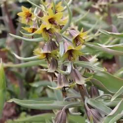 Fritillaria sewerzowii "Green Eyes"