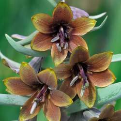 Fritillaria sewerzowii