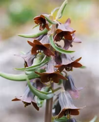 Fritillaria sewerzowii