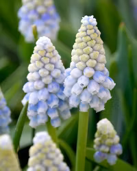Muscari "Alaska"