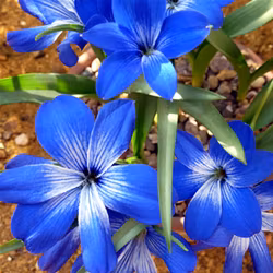 Tecophilaea cyanocrocus, chilensk krokus
