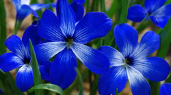 Tecophilaea cyanocrocus, chilensk krokus