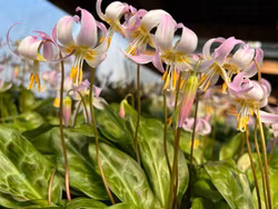Erythronium revolutum x californicum