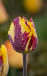 Helmar, historisk tulpan