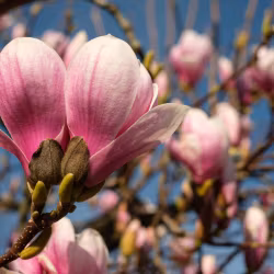 Magnolia "Susan"