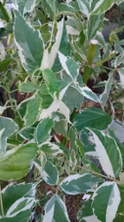 Acer negundo "Variegata"