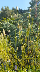 Sanguisorba "Jam Session"