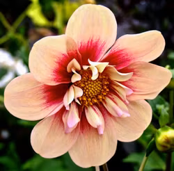 Rhurbarb & Custard, max 1 st per kund.