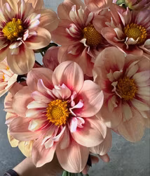 Rhurbarb & Custard, max 1 st per kund.