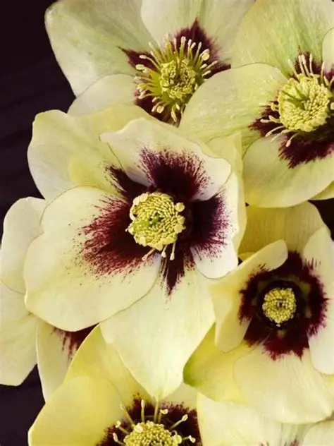 Helleborus "Spanish Flare"
