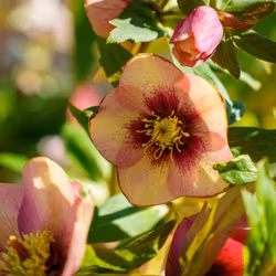 Helleborus "Sandy Shores"