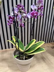 Phalaenopsis Hornglin Vicky