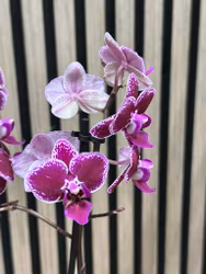 Phalaenopsis Hornglin Vicky