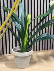 Clivia miniata Yellow Star