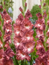 Gladiol "Tiramisu"