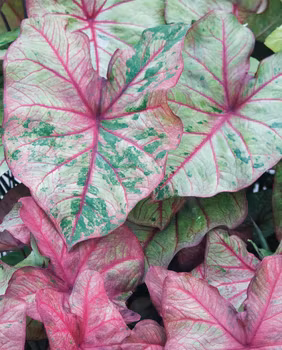 Caladium " Autumn Beauty"