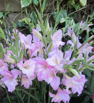 Dvärggladiol "Charming Lady"