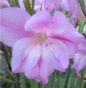 Dvärggladiol "Charming Lady"