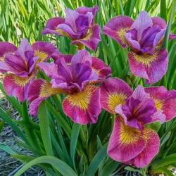 Iris sibirica "Miss Apple"