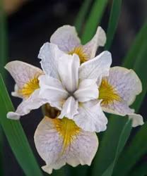 Iris sibirica " Lemon Veil"