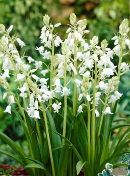 Hyacinthoides hispanica White