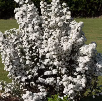 Olearia Spring Bling