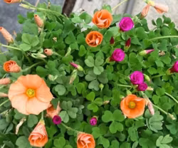 Oxalis Odalia Ophelia Twin