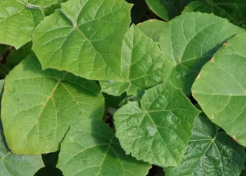 Paulownia elongata "Futuro"