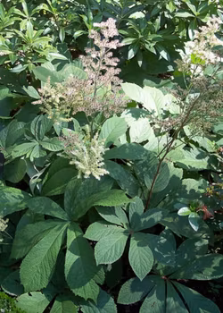 Kastanjelemli (Rodgersia aesculifolia)