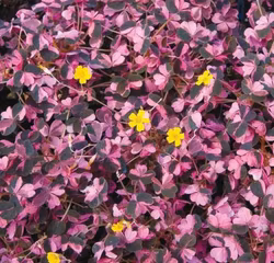 Oxalis "Plum Crazy"