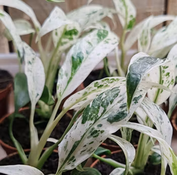 Rhaphidophora Puberula Variegata