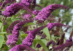 Buddleja Davidii "African Queen"