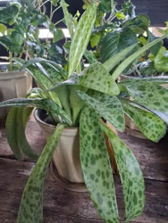 Drimiopsis Kirkii