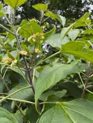 Brödträd – Clerodendrum trichotomum