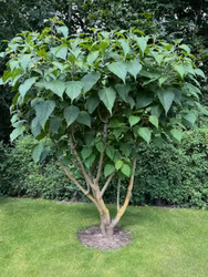 Brödträd – Clerodendrum trichotomum