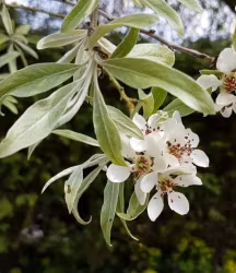 Pyrus salicifolia "Pendula"