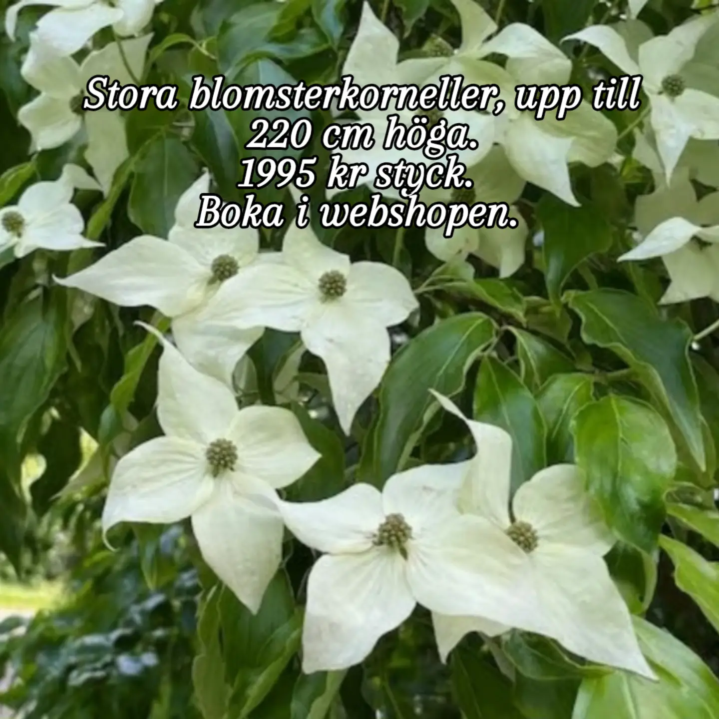 Blomsterkornell, upp t 220 cm